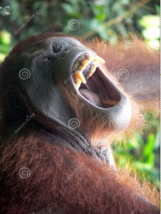 http://www.dreamstime.com/stock-photo-borneo-adult-orangutan-image1943210