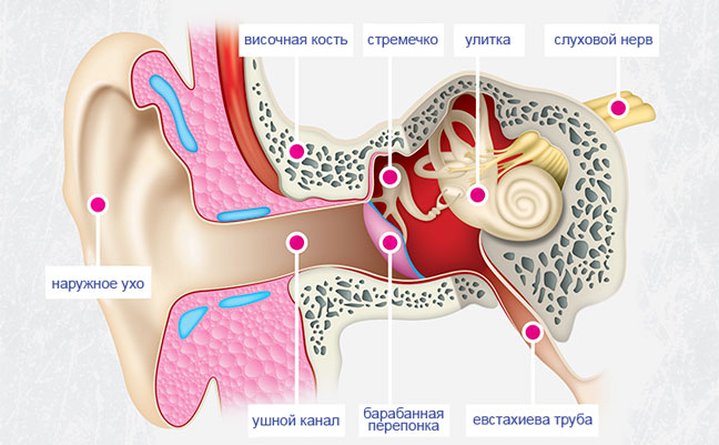 строение органов слуха