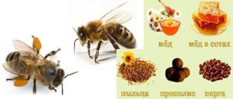 Уникальность пчел и продуктов пчеловодства